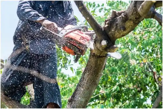 tree services North San Pedro